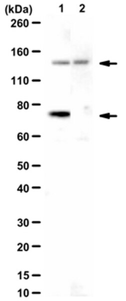 Anti-NSD2 Antibody | ABE490